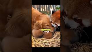 When the Red Panda Cried… The Dogs Ran 🐼❤️‍🩹 #shorts
