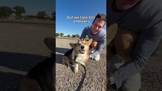 Our corgis are officially travel experts