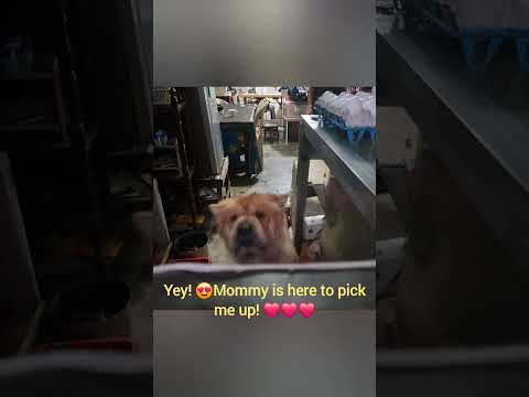 Use this sound if you want, jk. Mommy works hard for me, so I have to work hard too 🥰 #NalaTheChow