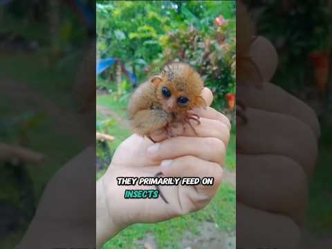 Tiny Tarsier Cuteness Overload Will Melt Your Heart in Seconds #animals #mantisshrimp #wildlife