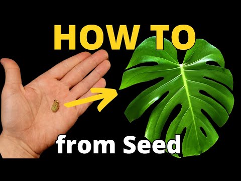Growing a Monstera Deliciosa From Seed – Step-by-Step (75 Days)