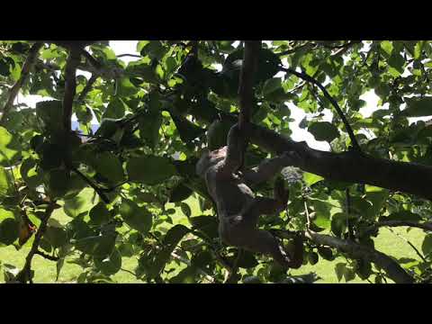 In The Trees