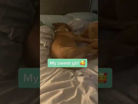 She was super cuddly this morning too. She didnt want me to get up 🥰 #dogmomsoftiktok