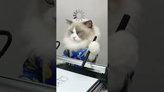 "Tech Showdown: Puff vs. the Rogue Robot! 🐾⚡ #PuffVsRobot #TechTroubles"  #cats #shorts