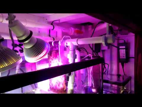 My simple algae scrubber overview