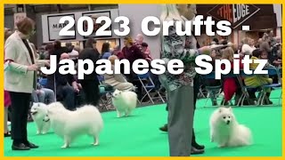 2023 Crufts - Japanese Spitz
