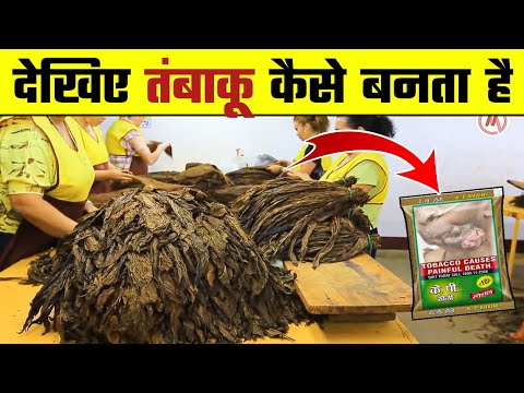 देखिए खैनी ( तंबाकू ) कैसे बनता है | तंबाकू की फैक्ट्री | How Tobacco is Made | Wanted TV