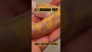 0.1 Banana Pied #RAT_BASTARD_ROYALS #highquality #ballpython #royalpython #banana #pied