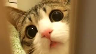"Can I have some privacy, please?"😹😹😹 #Funny Cat So Cute 2018