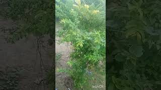 shorts# Village life#, Round Gaurd on Guava tree#|Kurt caz