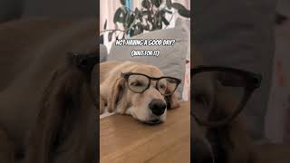 This ALWAYS Cheers Me Up🎄🥰✅ #dog #dogs #dogshorts #shorts #christmas2025