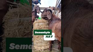 How Semanhyia Farms Feeds Their Animals #farminginafrica #africanfarming #semanhyiafarms