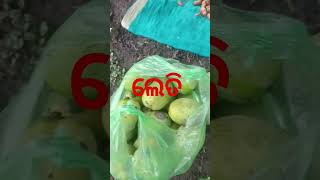 Leti #love #kanhartv #odia #trendingvideo #odiamedia #news