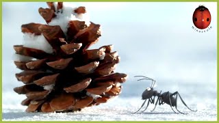 The Sled and the Ant ⛄️ Minuscule | 10' Compilation