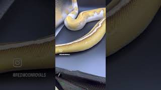 Fresh paint job! #snake #royalpythons #ballpython #snakeshed #snakeshorts #python #animals