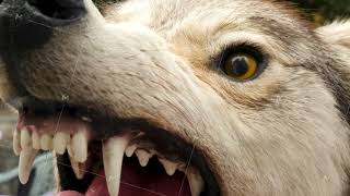 Eyes of Evil Aggressive Wolf Mummy