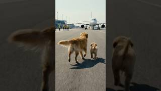 Unbelievable: Dog Warns Pilot, Prevents Deadly Plane Explosion  #animal #aianimals #herodog
