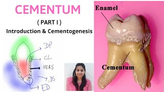 CEMENTUM - A DYNAMIC TISSUE ( Part I ) II Introduction & Cementogenesis