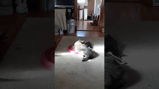 Aww Dad Ya Startled Me. Cute #cute #cat #shorts