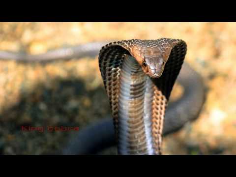 SNAKES