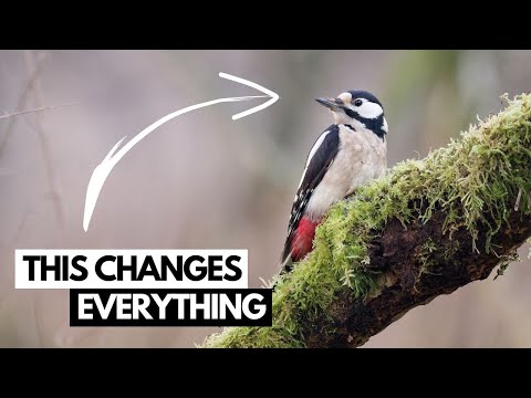 Wildlife Photography on a Budget - Hacks & Tips