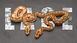 Why This Ball Python Gene Changed EVERYTHING in Ball Python Breeding?