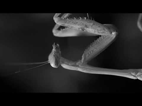 finished  mantis video