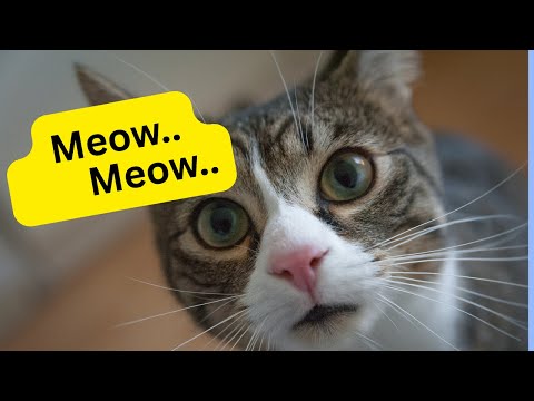 Meow Meow Cat Grooming #MeowMeow #CatVideos #FunnyCats #CuteKitties #CatReactions #CatLovers