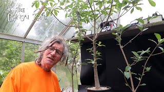 The First Pruning of My Baobab Trees, The Bonsai Zone, July 2025