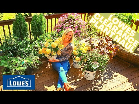 PLANT HAUL | Lowe's Clearance Plant Haul | Proven Winners, Southern Living & More | Sept 2020