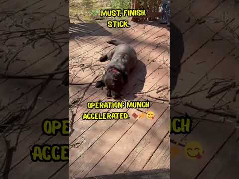 The Lab Life in 20 Seconds: Munch, Wag, Dash! 🐾🌞 #DogShorts #FunnyDogs