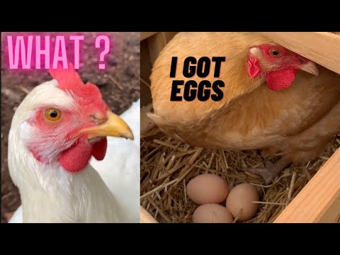 Chicken laid an egg and happy #chickencoop #farm #homestead #chicken #babychicks #backyardchicken