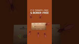 Plywood That Pays You Back — With a Money-Back Guarantee! | Premium Ply #termitefreeplywood