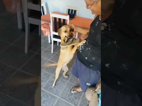 Todo dia ela recebe o dono com presente! #animais #cachorro #dog #shorts