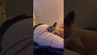 Try Not To Laugh 😂 Funniest Animal Farts Ever!