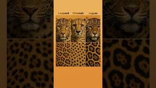 What’s the difference between a leopard, a cheetah, and a jaguar?