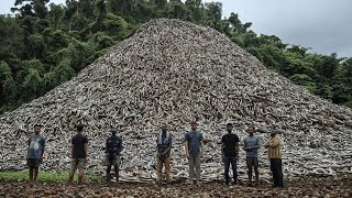 Thousands Of Headless Pythons in Florida! The culprit has been found!