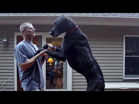 LARGEST Dog Breeds on Earth