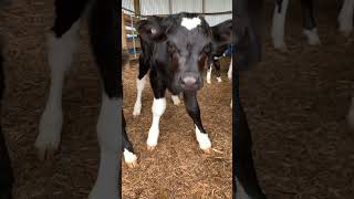 Baby Cows for Toddlers🍼🐄 Baby Cow Videos for Kids🐮 Toddler Learning Videos