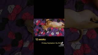 Like and sub for more content. #pocketbully #teachingtricks