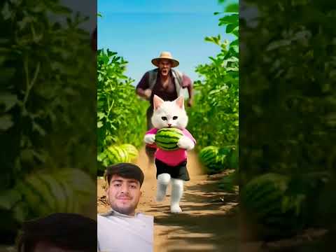 #cat #subscribe #catshorts #unfrez #funny #cuteanimals