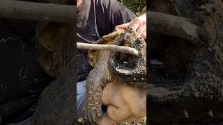 The TRUTH About Snapping Turtle BITES!