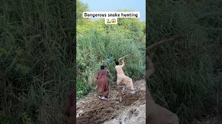 Dangerous snake 🐍 hunting 🥵😱 #snake #hunting  #huntingseason #farming #farmer #snakehunter