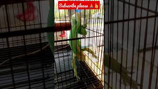 OMG 😱 I  Kitna bada girgit 😰 #shorts #ytshorts #shortsvideo #viral #trending #chameleon #short