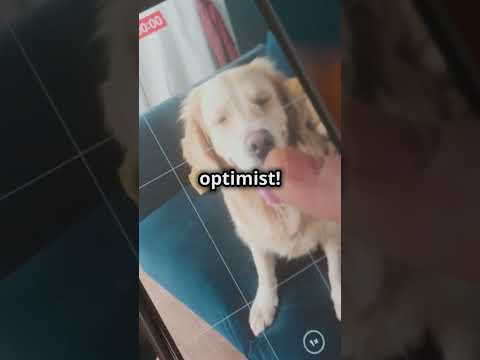 Only 23%  People  Know About Max! He is a Dreamer #fun #animals #youtubeshorts #dogfacts #dogdreams
