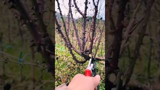#agritools #farmer life #tonglufeng #agriculture #agritool #youtubeshorts #viral