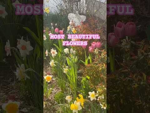 APRIL’S MOST BEAUTIFUL FLOWERS 🌸🌼 #garden #flowers #daffodils #gardentour  #tulip #spring #gardening