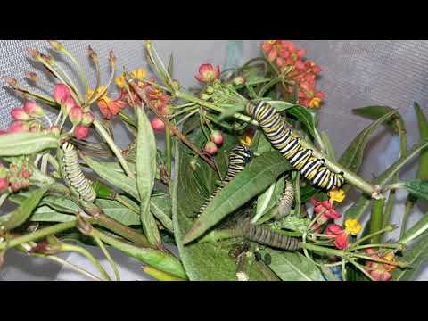 Monarch caterpillars eating 100x timelapse