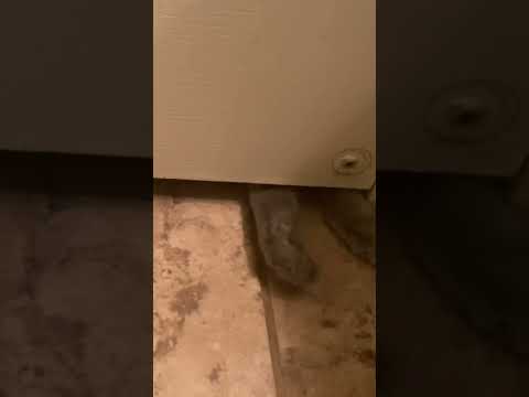 Cat every time I use the bathroom