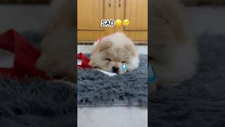 I have four moods👻♥️.. #puppy #chowchow #dog #cute #trending  cutest dog video #viralvideo #funny